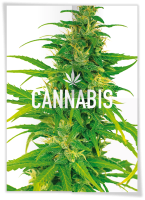 Front and back of a cannabis poster showing various cannabis-related copy and images on the back and a cannabis plant on the front.